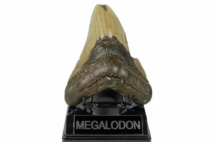 Fossil Megalodon Tooth - North Carolina #188228